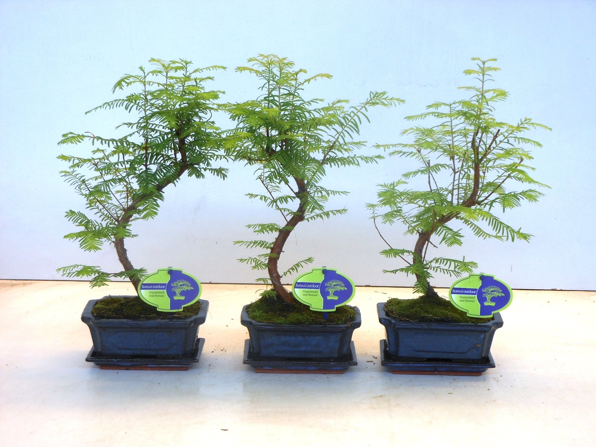 Metasequoia glyptostroboides 30cm 15cm Pot