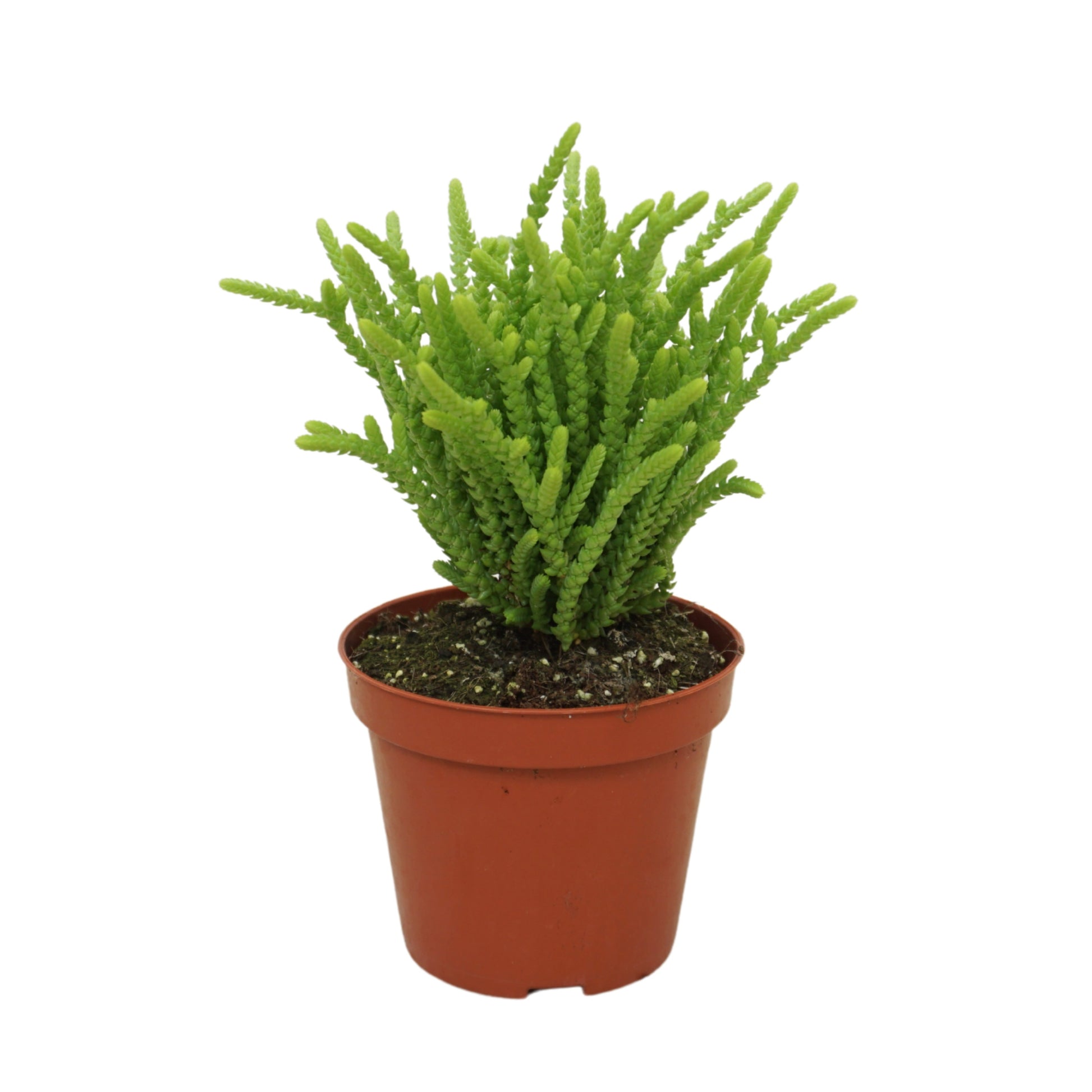 Crassula hybrid 10cm 8.5cm Pot