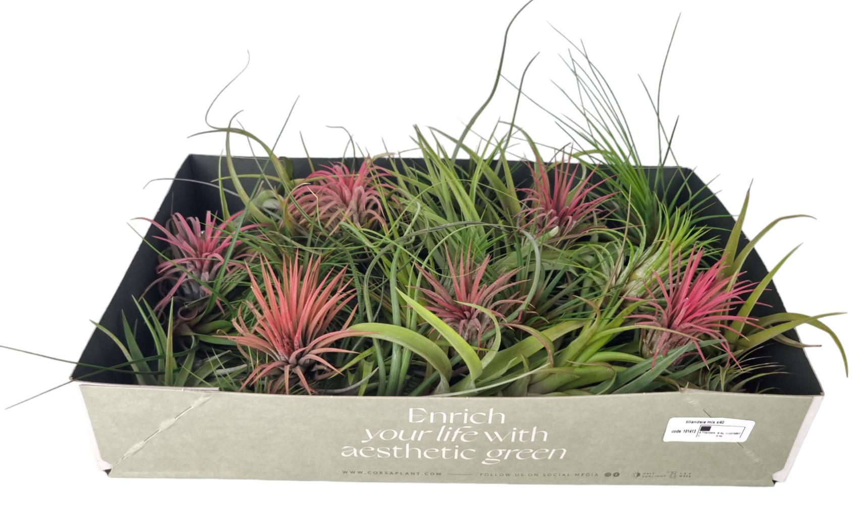 Tillandsia mix 8cm 8cm Pot