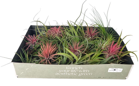 Tillandsia mix 8cm 8cm Pot