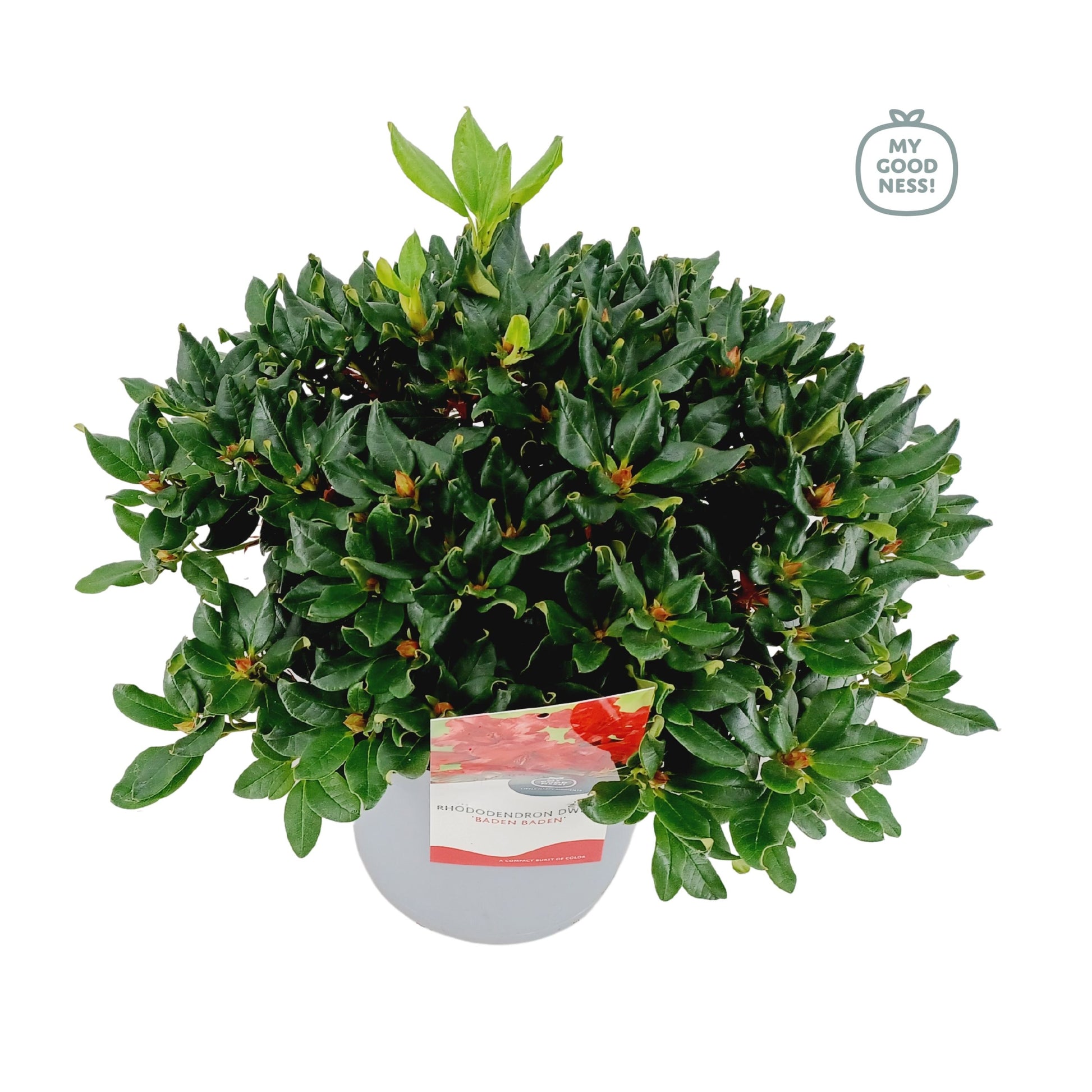Leybaert BVBA Rhododendron Baden-Baden Pack of 1