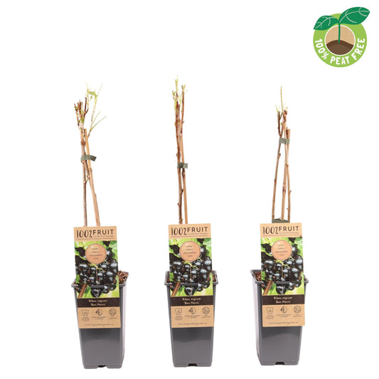 Ribes Ben Nevis (Blackcurrant) 40cm 15cm Pot