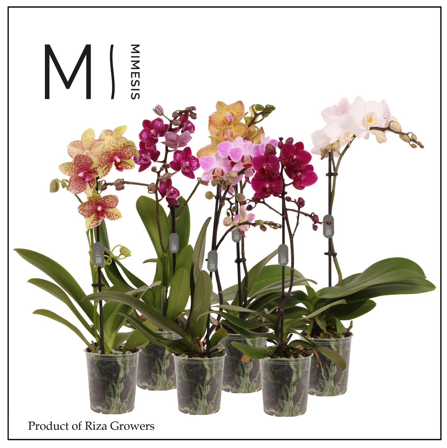 Phalaenopsis mix Mimesis 40cm 9cm Pot