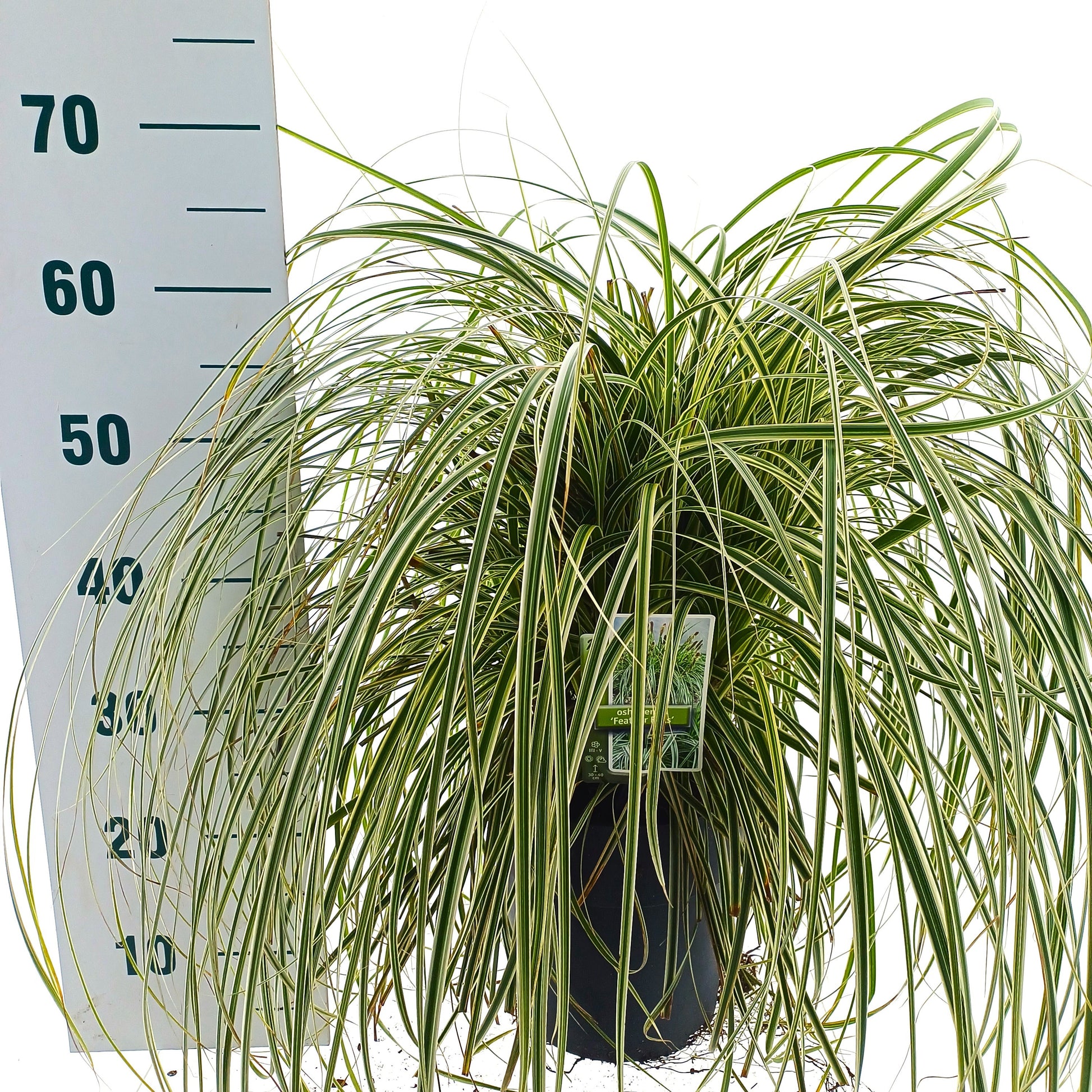 Carex oshimensis 45cm 23cm Pot