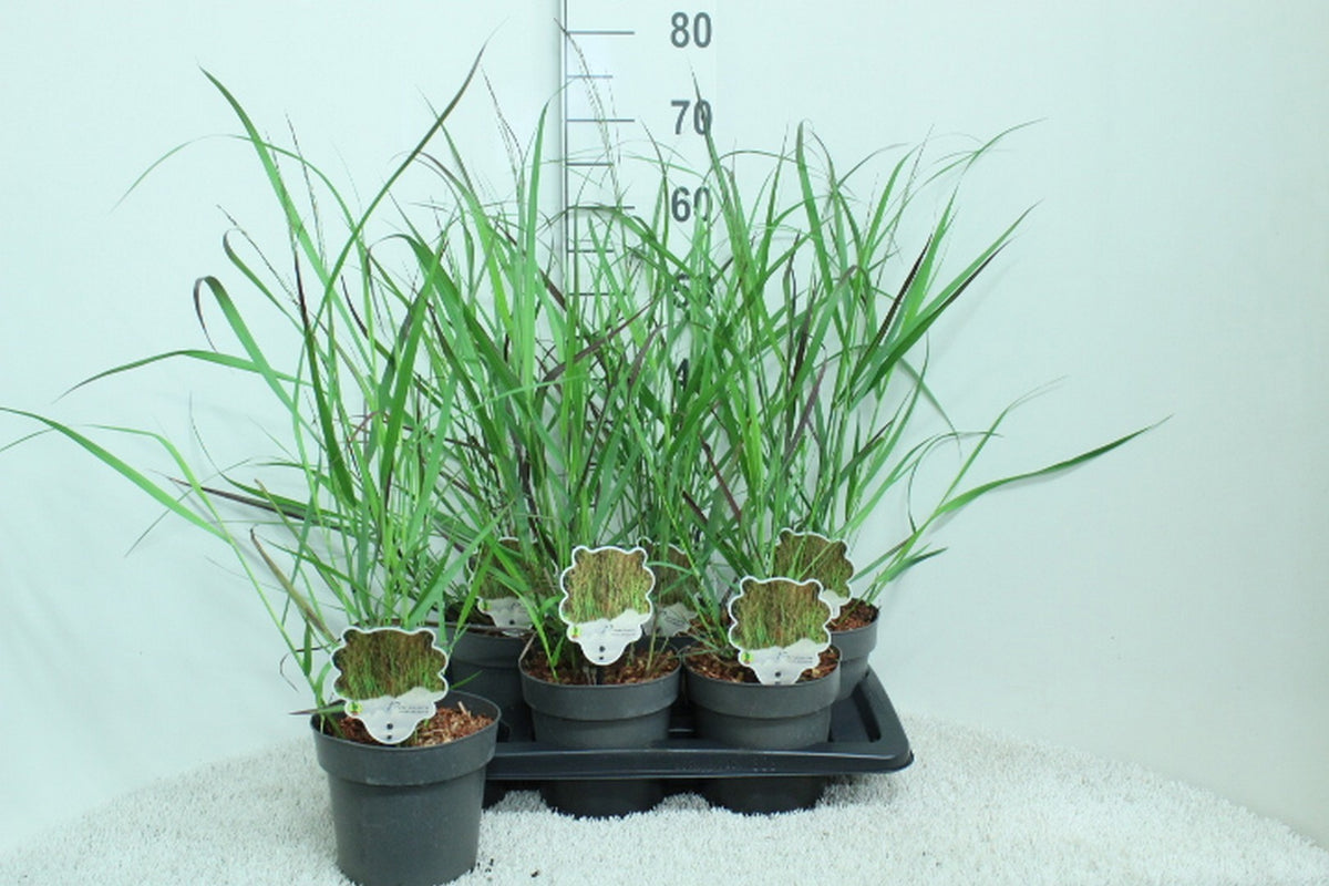 Panicum virgatum 70cm 17cm Pot