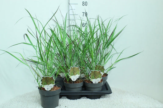 Panicum virgatum 70cm 17cm Pot