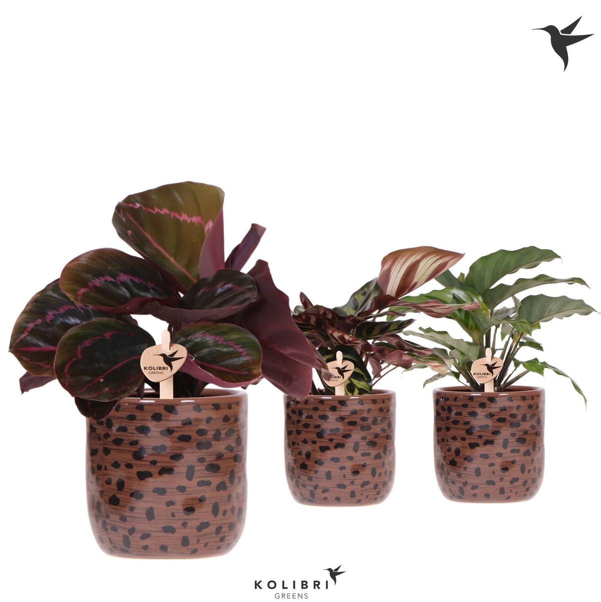 Calathea mix 26cm 9cm Pot