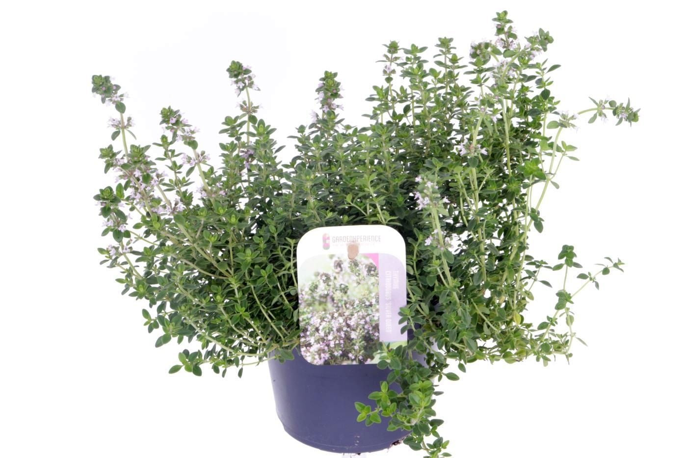 Thymus cit. Silver Queen 30cm 13cm Pot