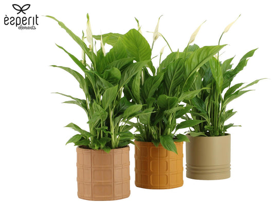 Spathiphyllum Torelli 45cm 12cm Pot
