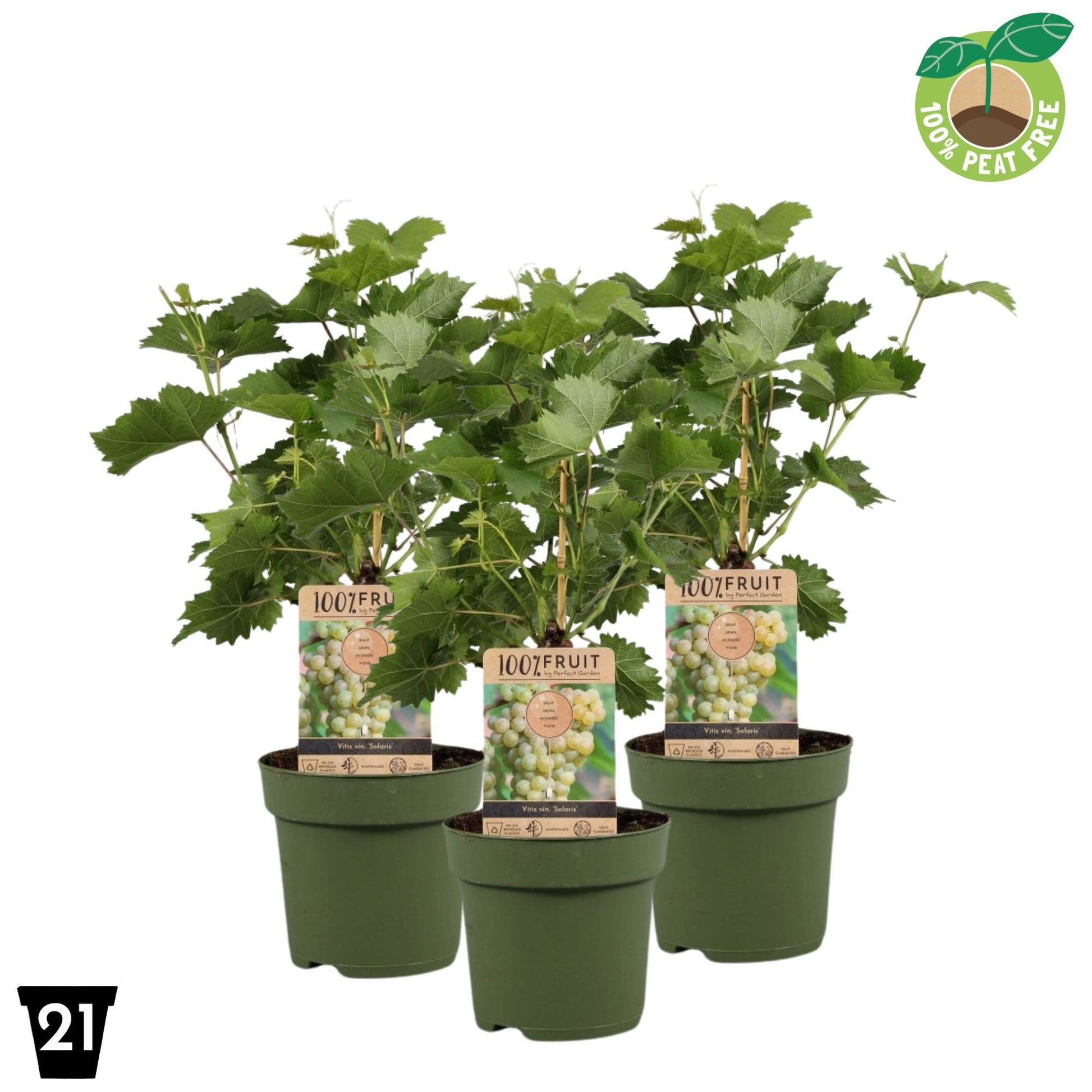 Streng Growers B.V. Vitis vinifera Spulga Pack of 1