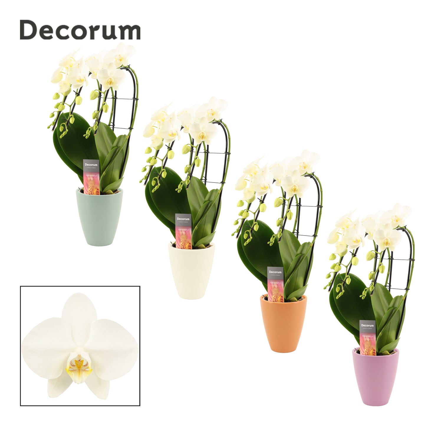 Phalaenopsis white cascade (+ drp.Carly) 50cm 12cm Pot