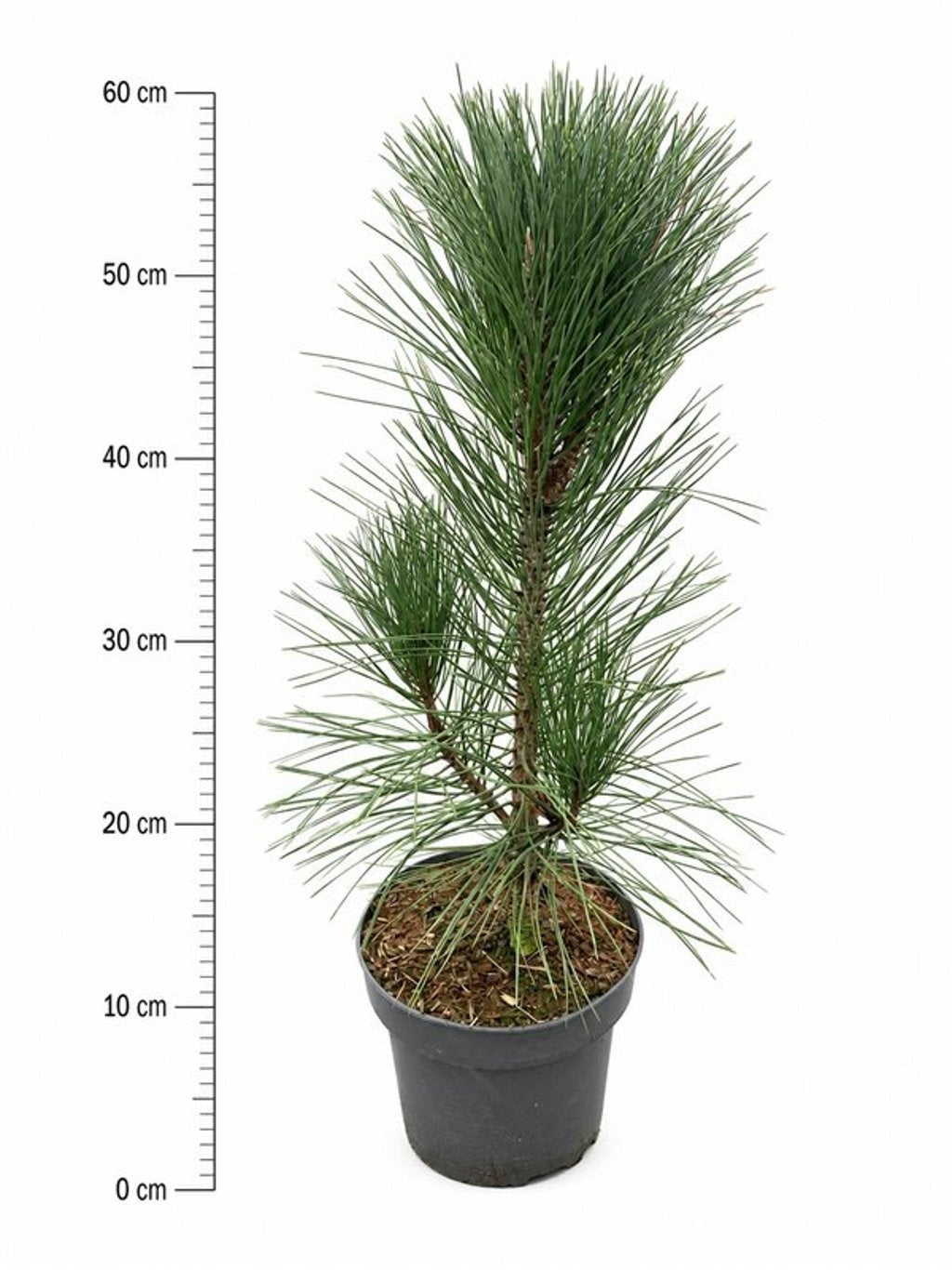 Pinus hybrid 50cm 23cm Pot
