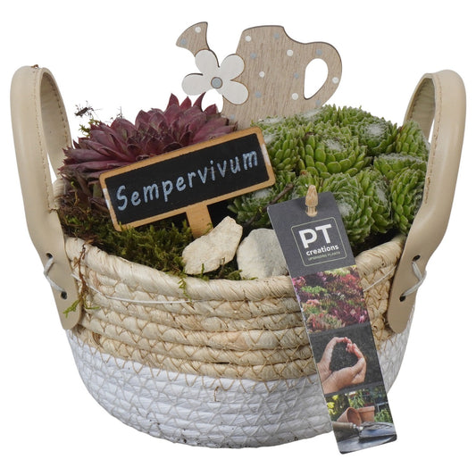 arr. Sempervivum 17cm 17cm Pot