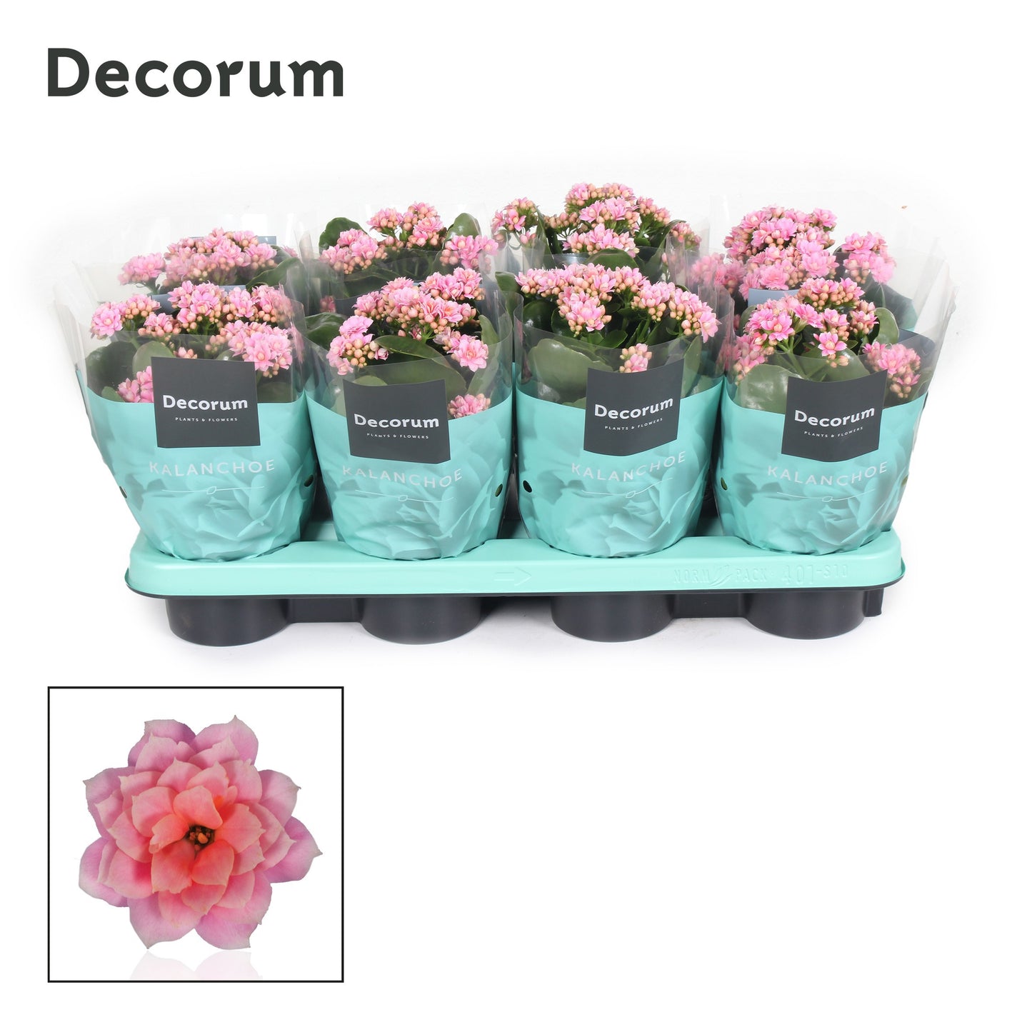 Kalanchoe Serenity Rosa 24cm 12cm Pot