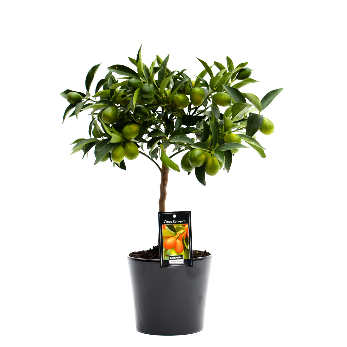 Citrus margarita 45cm 16cm Pot