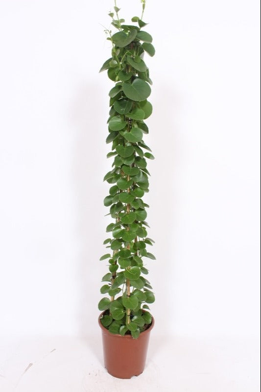 Fachjan BV Cissus rotundifolia pyramid Pack of 1
