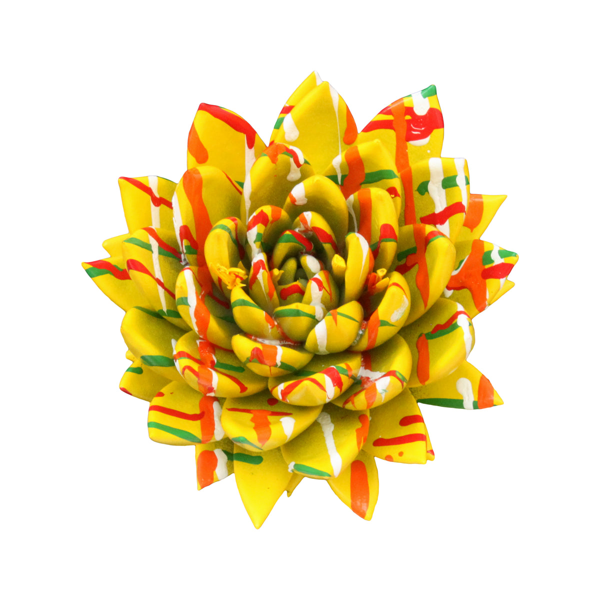 Echeveria Miranda 8cm 6cm Pot