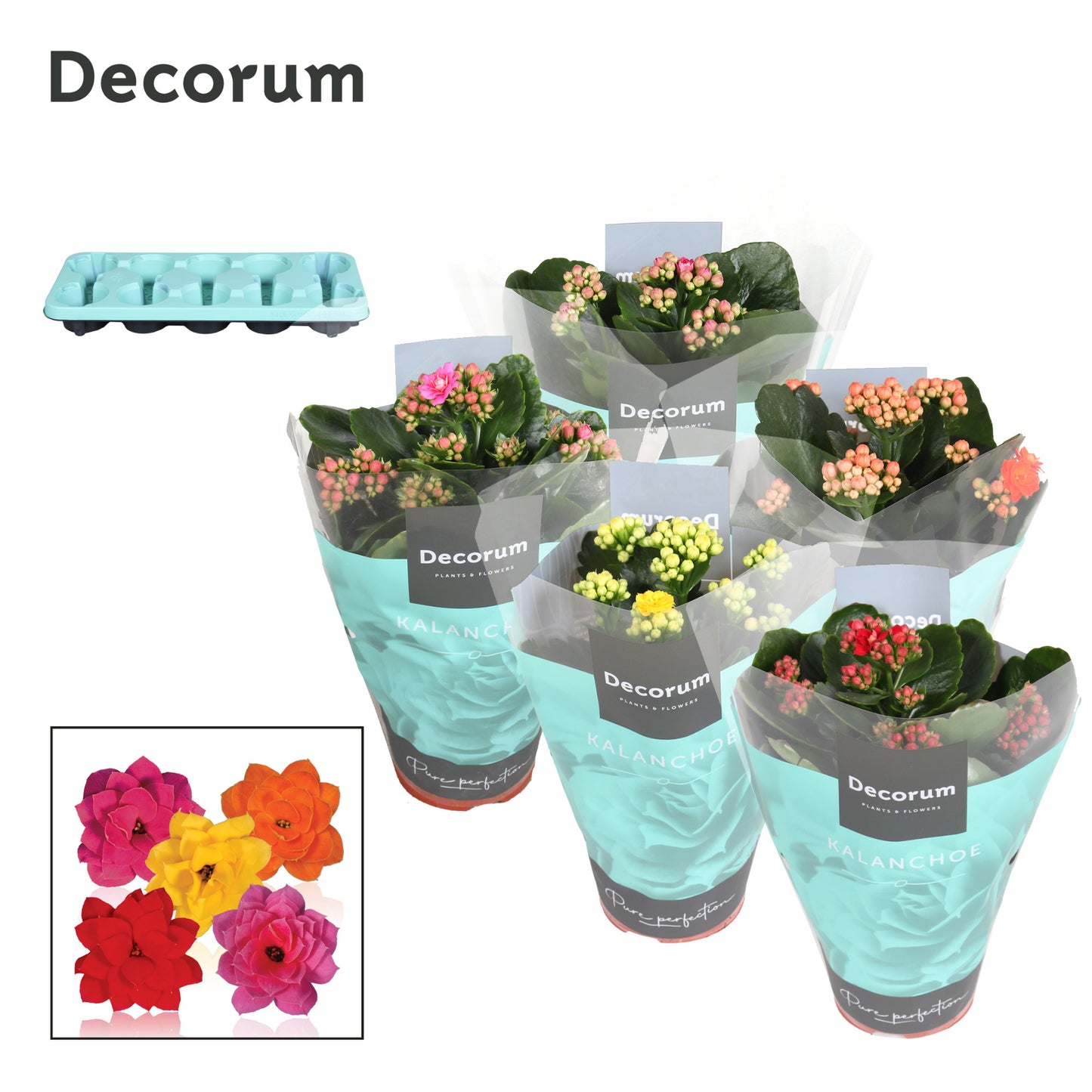 Kalanchoe mix Decorum 23cm 10.5cm Pot