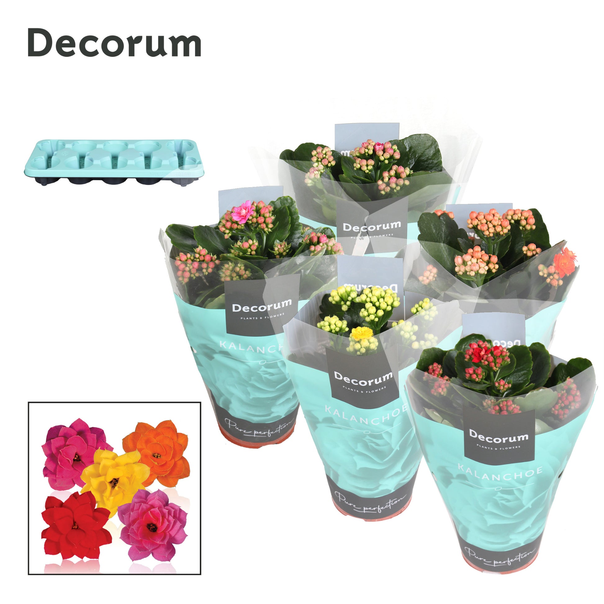 Kalanchoe mix Decorum 23cm 10.5cm Pot