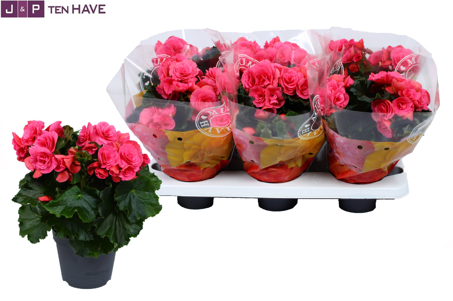 Begonia el. Berseba 30cm 14cm Pot