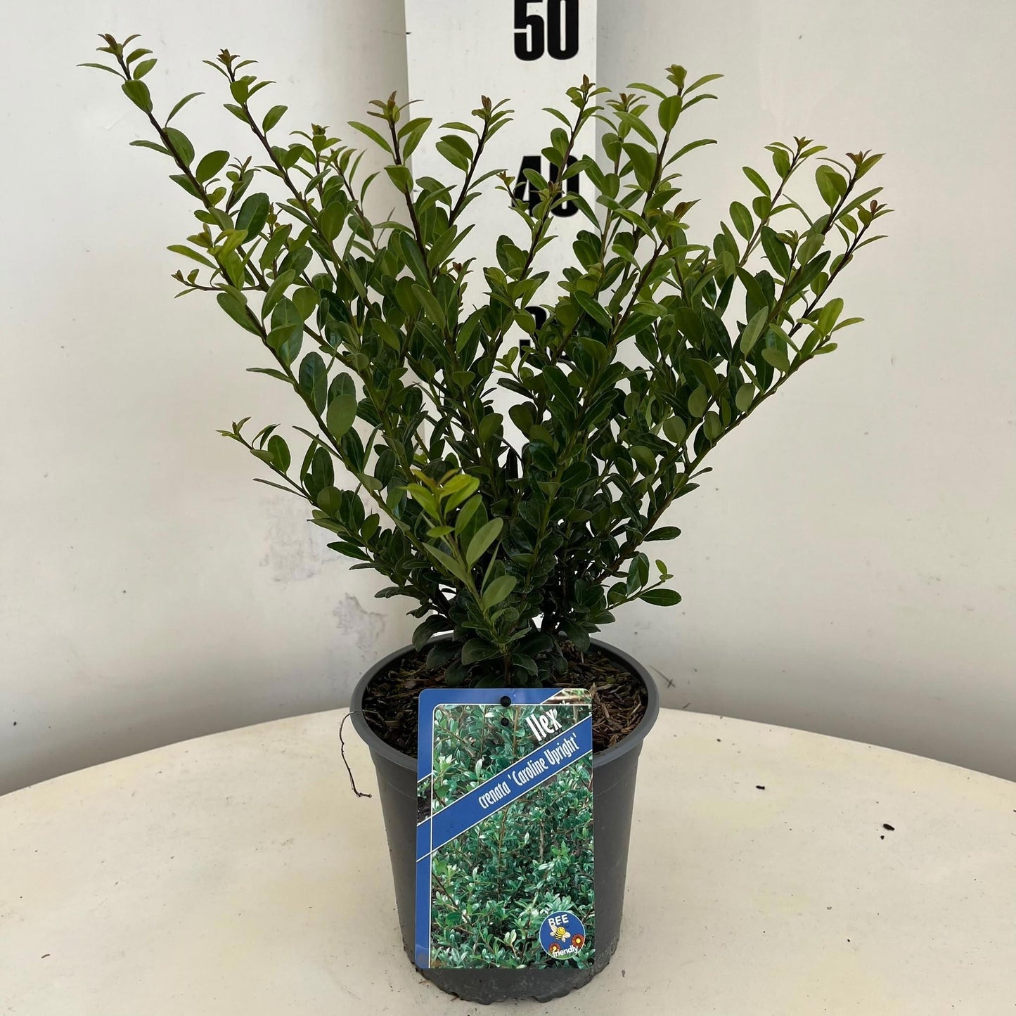 About Plants Zundert BV Ilex crenata Caroline Upright Pack of 1