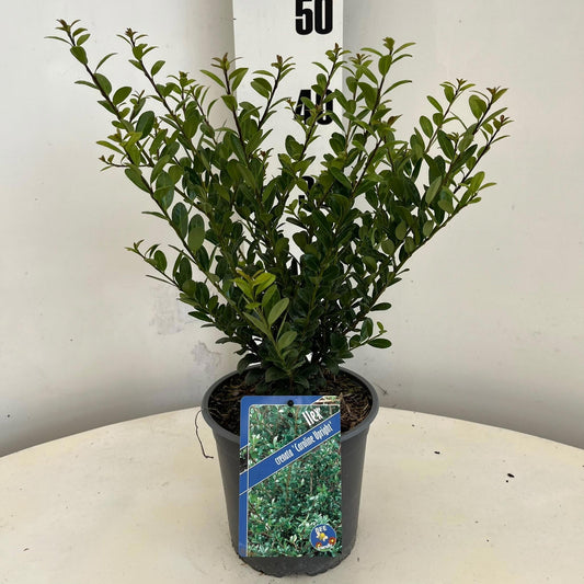 About Plants Zundert BV Ilex crenata Caroline Upright Pack of 1