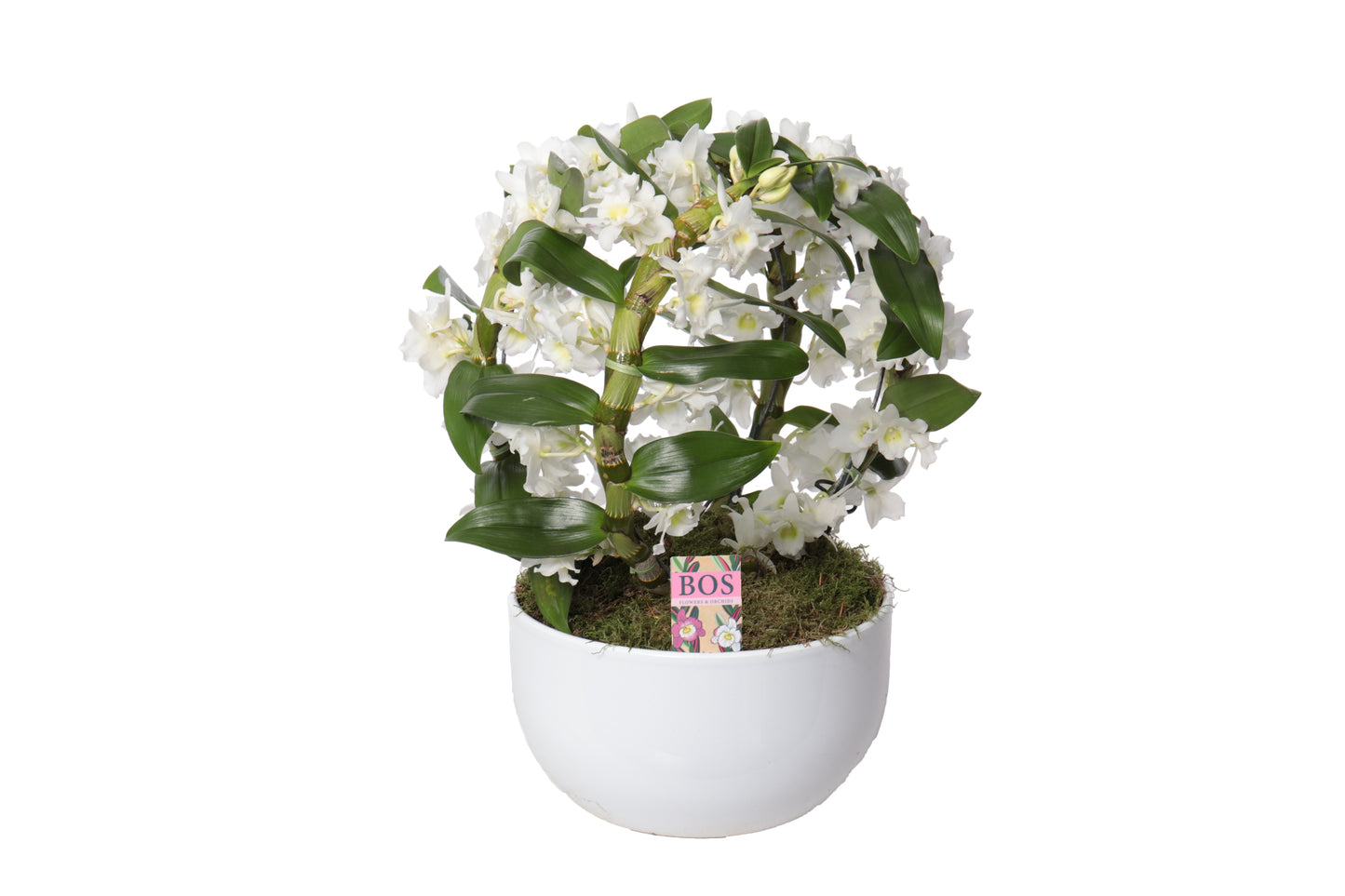 Dendrobium nobile white bow 50cm 26cm Pot
