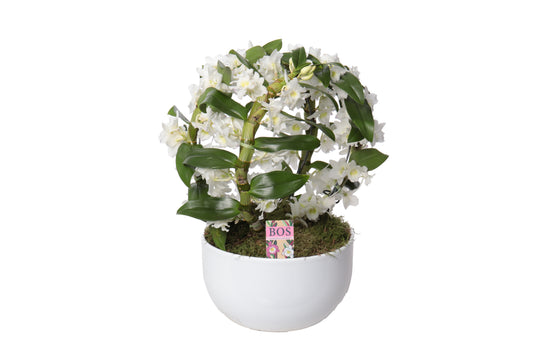 Dendrobium nobile white bow 50cm 26cm Pot