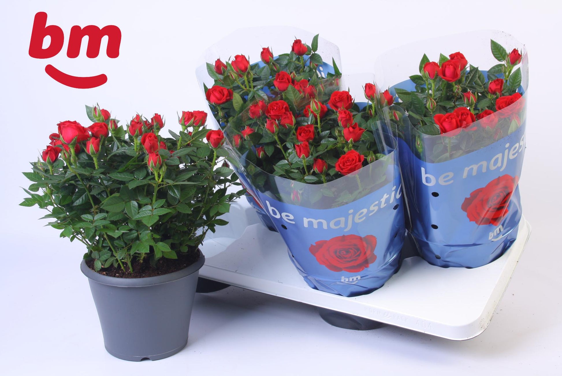 Rosa Jewel Hot 30cm 17cm Pot