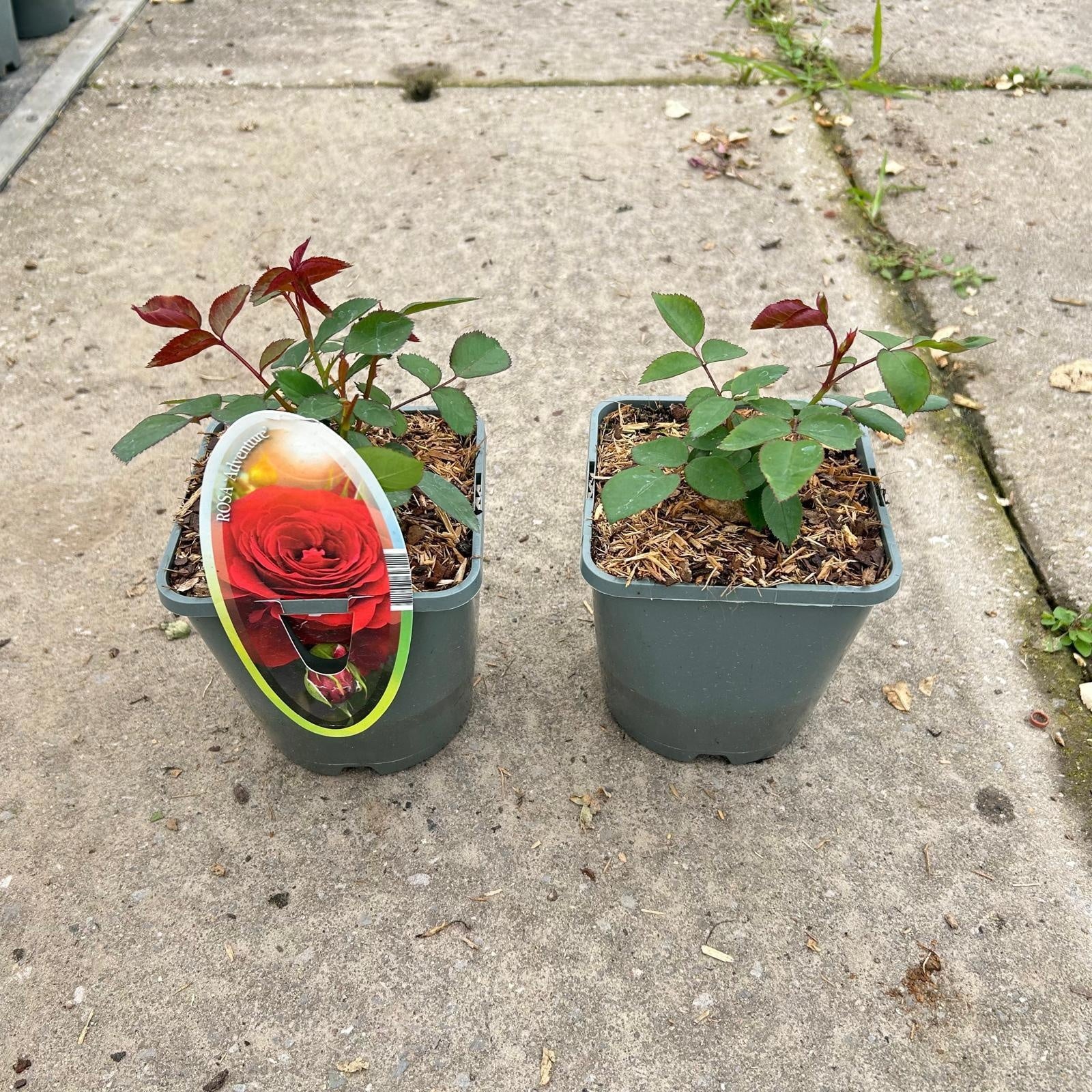 Rosa flor. Villa Rosa Adventure 10cm 14cm Pot