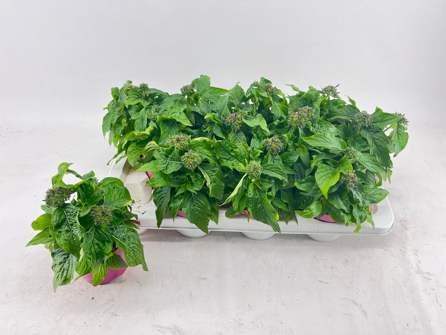 Pentas Graffiti Violet 22cm 12cm Pot