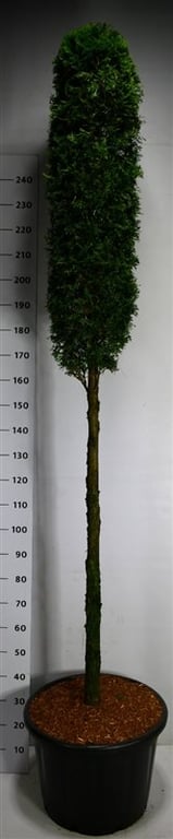 Thuja occidentalis Smaragd 300cm 54cm Pot