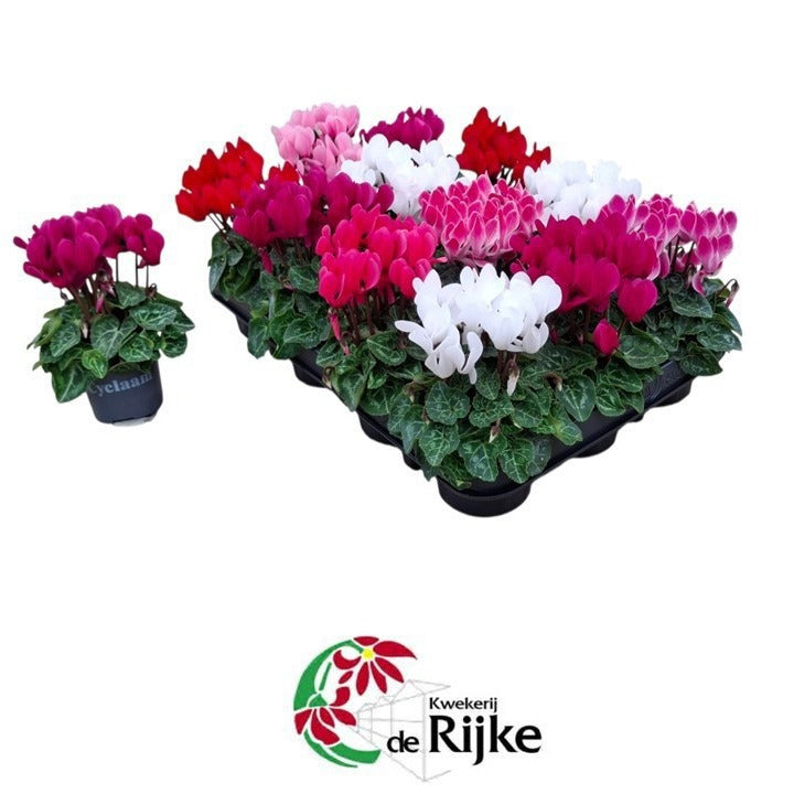 Cyclamen Verano mix 15cm 7cm Pot
