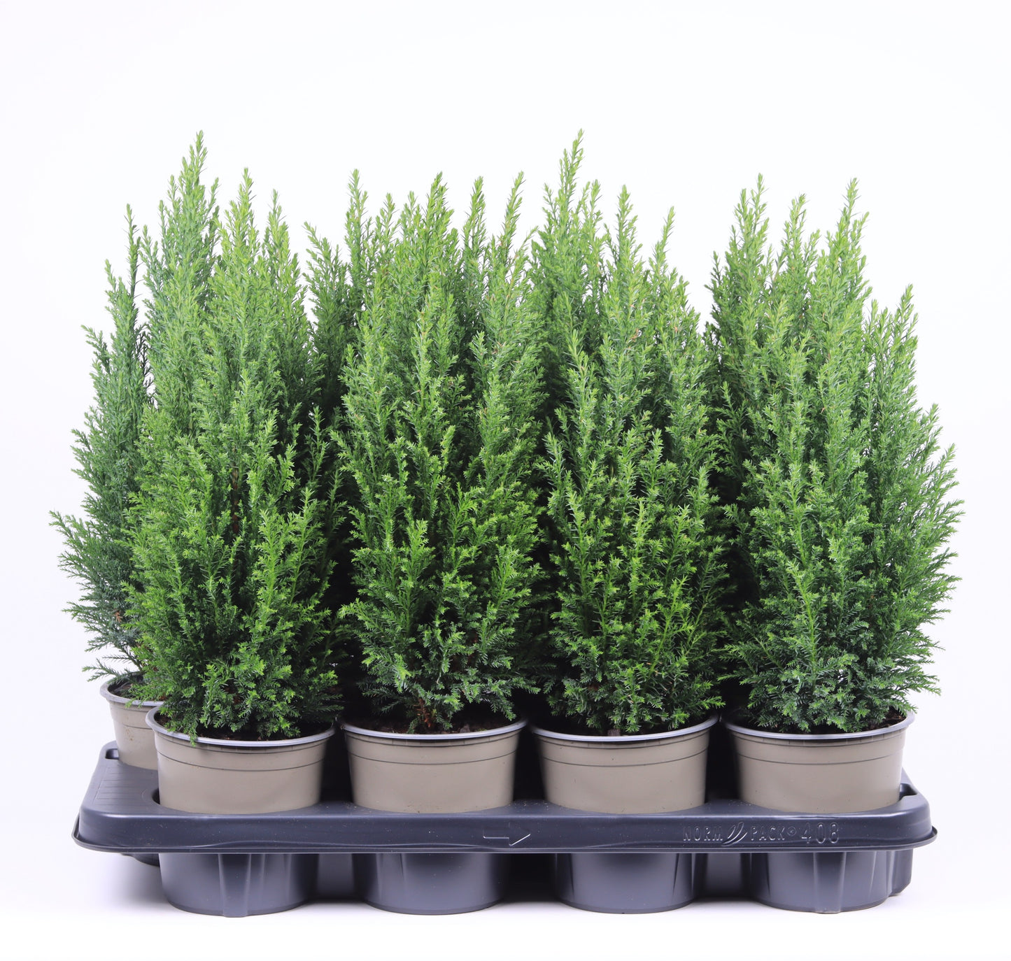 Vredebest, Kwekerij Chamaecyparis Ellwoodii Pack of 8