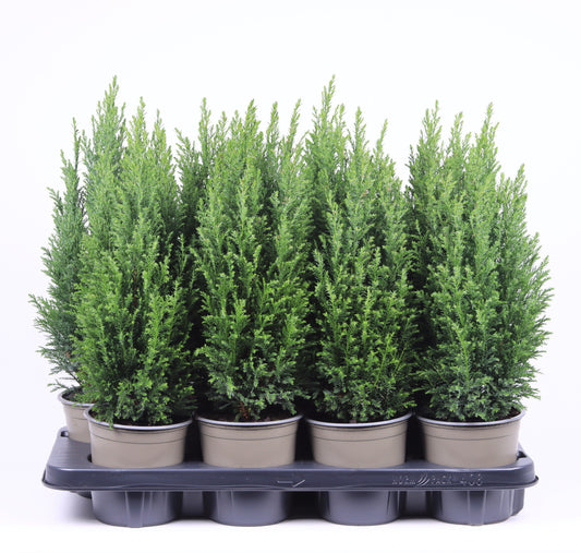 Vredebest, Kwekerij Chamaecyparis Ellwoodii Pack of 8
