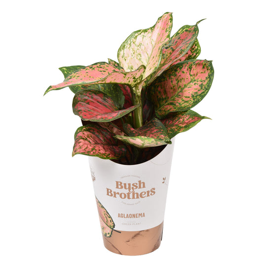 Aglaonema Spotted Star 35cm 12cm Pot