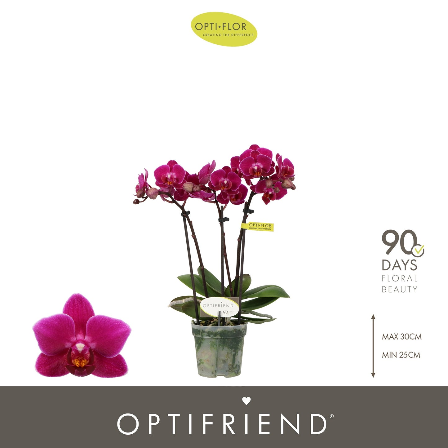Phalaenopsis Purple 25cm 7cm Pot