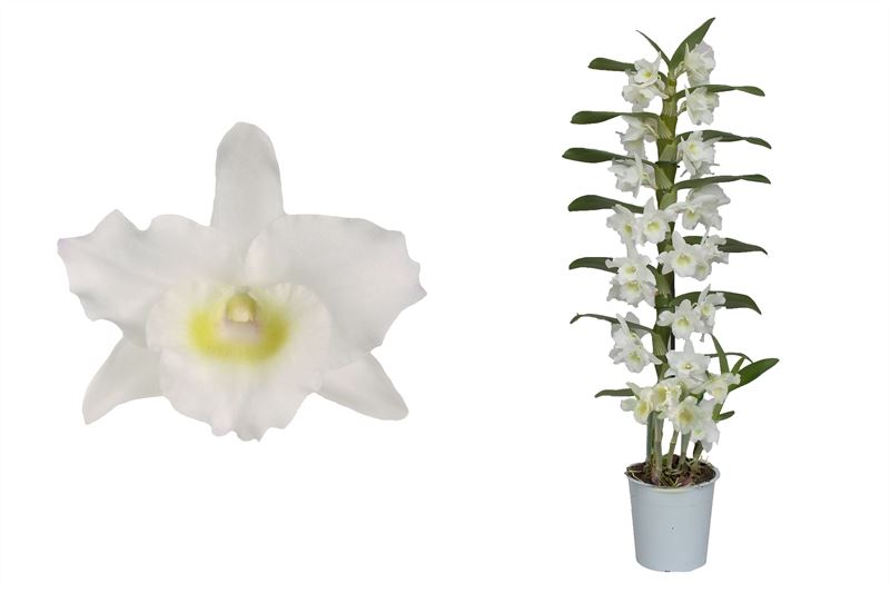 Dendrobium Apollon 50cm 12cm Pot