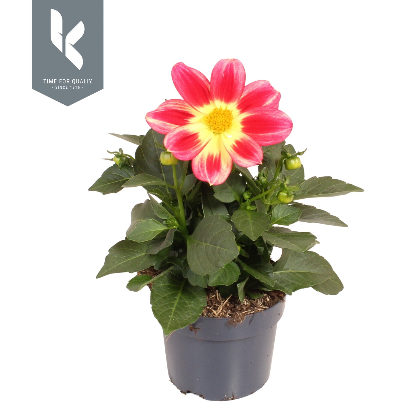 Dahlia Summerbees Red Bicolor 25cm 12cm Pot