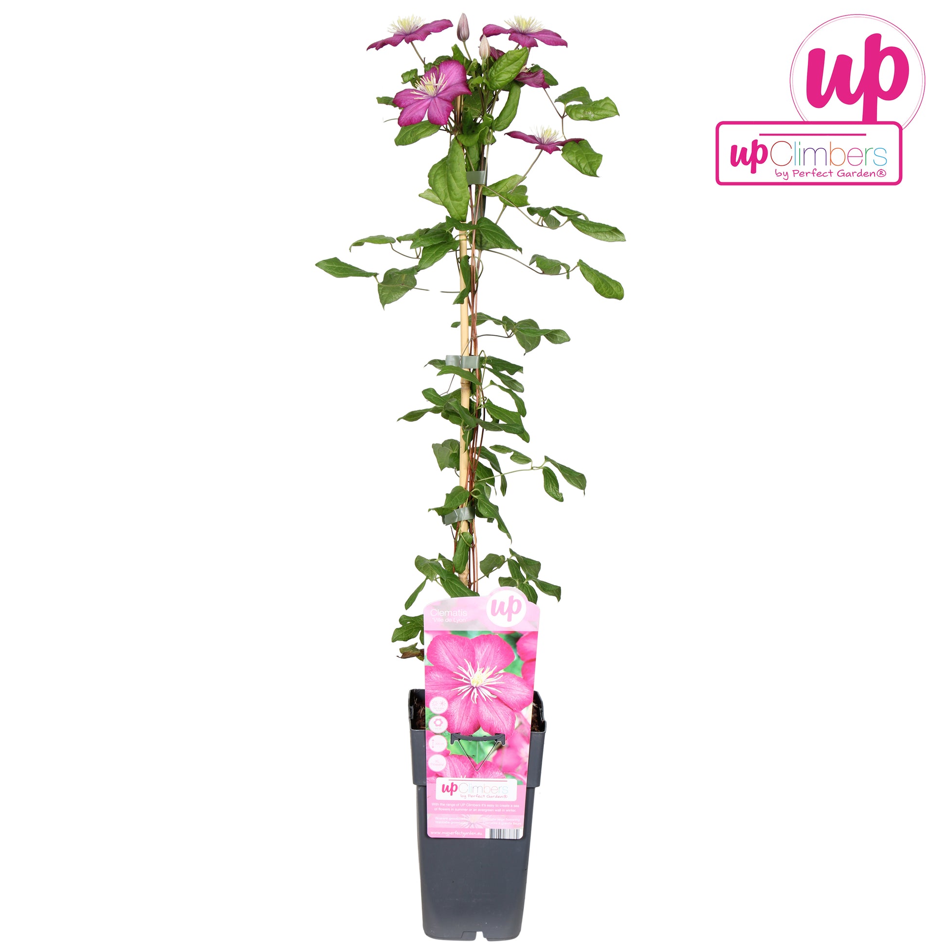 Hoogeveen Plants BV Clematisi Ville de Lyon Pack of 10