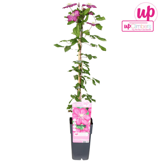 Hoogeveen Plants BV Clematisi Ville de Lyon Pack of 10