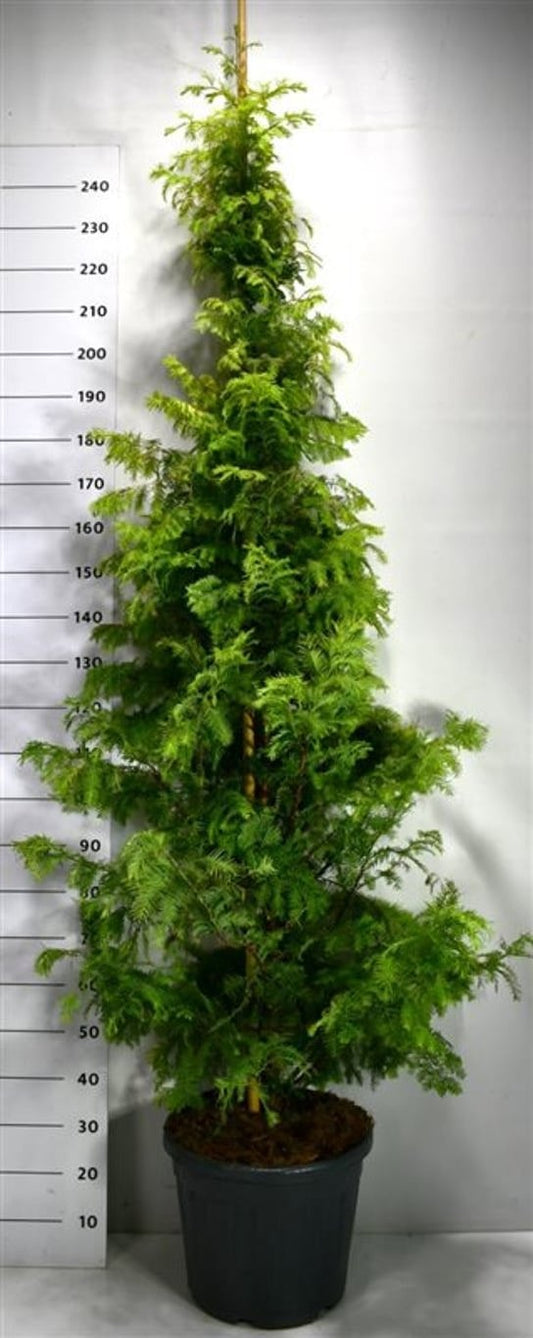 Metasequoia glyptostroboides 250cm 40cm Pot