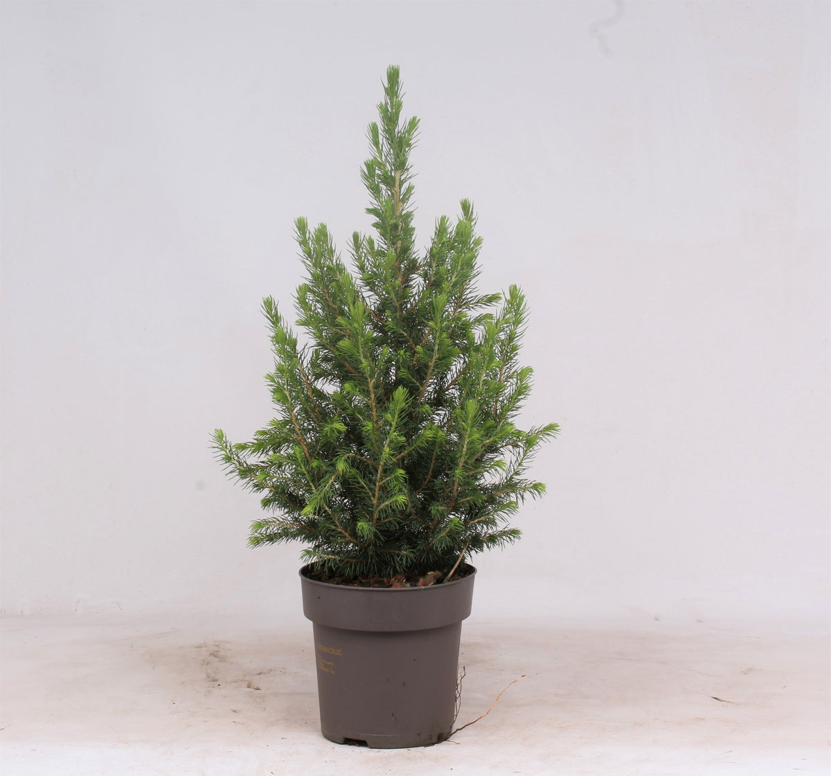 Picea glauca Conica 60cm 15cm Pot