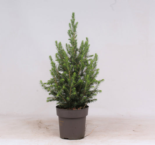 Picea glauca Conica 60cm 15cm Pot