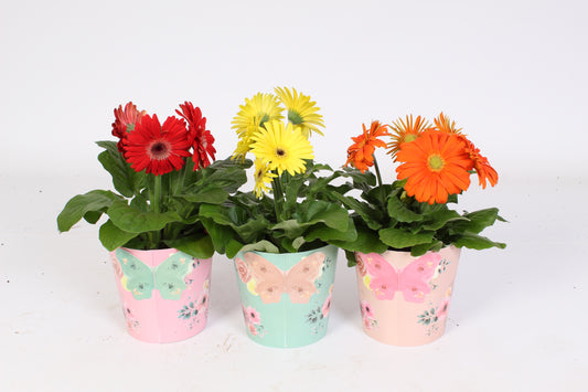 Gerbera mix 20cm 12cm Pot