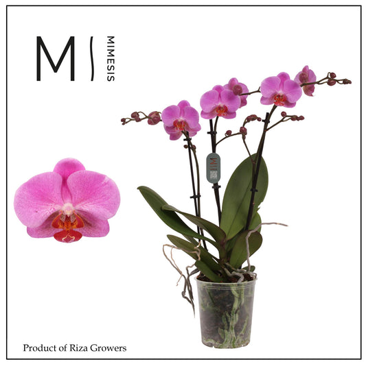 Riza Ter Laak Orchios Phalaenopsis Fredrikstad Pack of 10