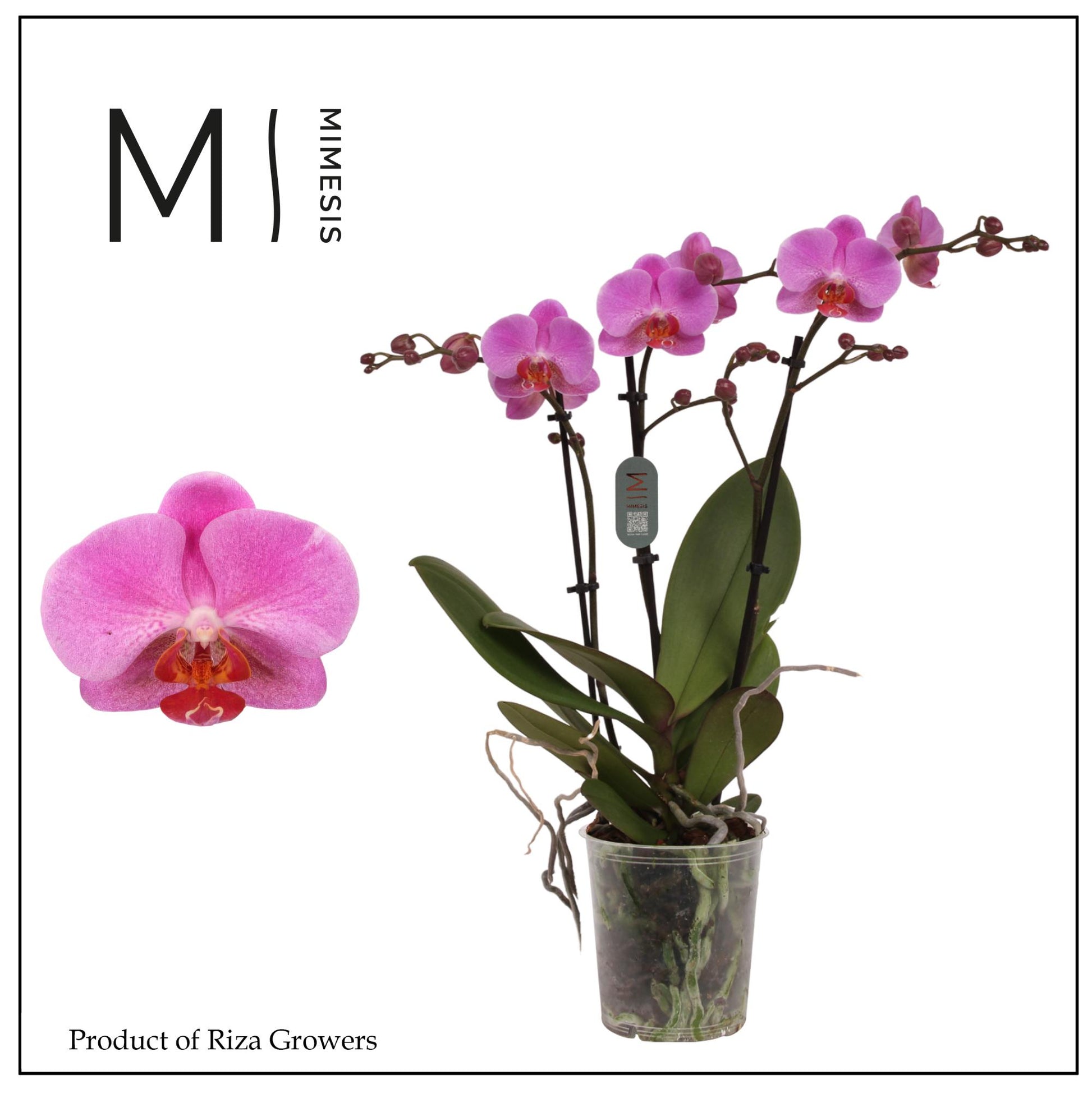 Phalaenopsis Fredrikstad 50cm 12cm Pot
