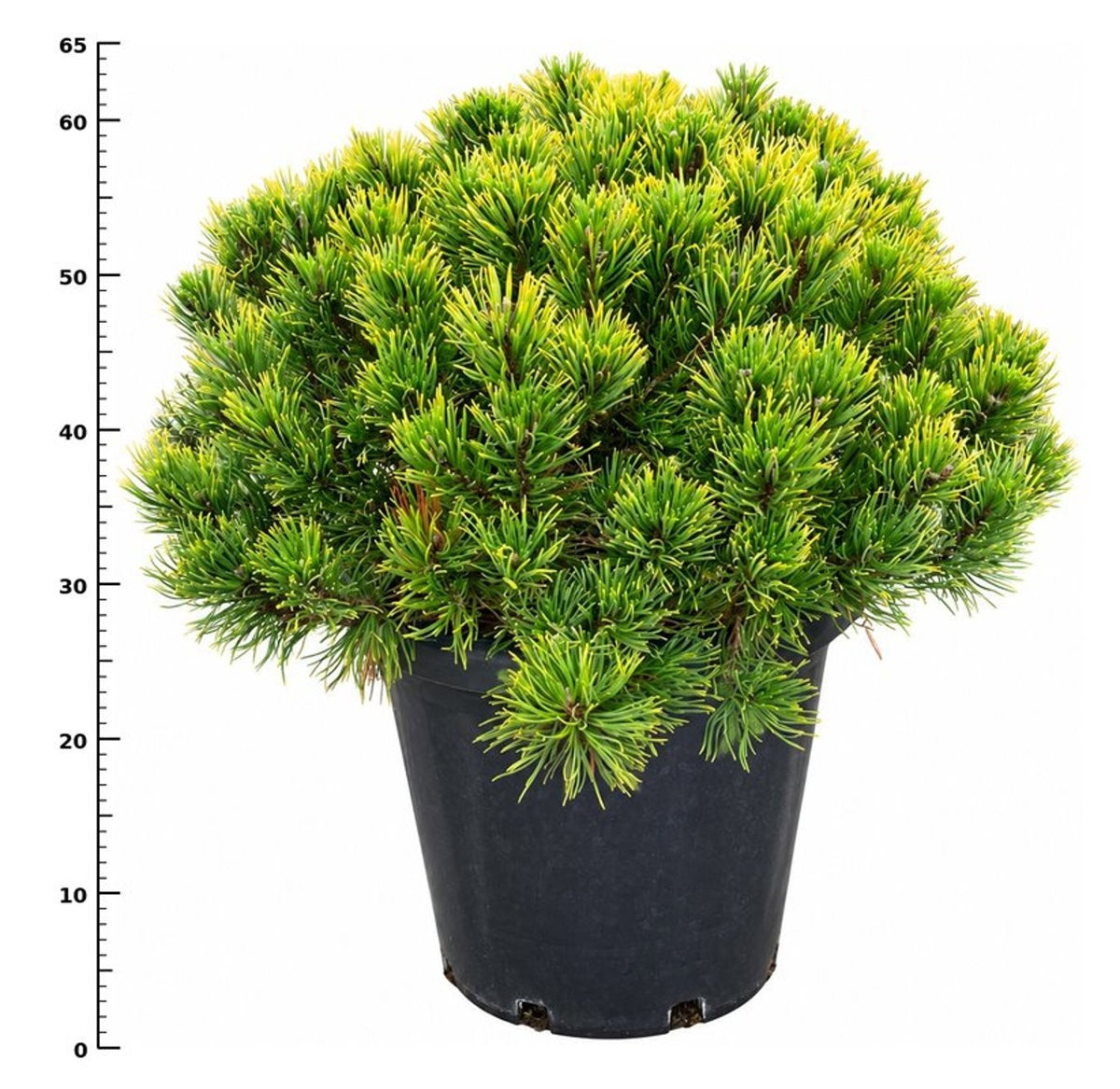 Pinus hybrid 65cm 38cm Pot
