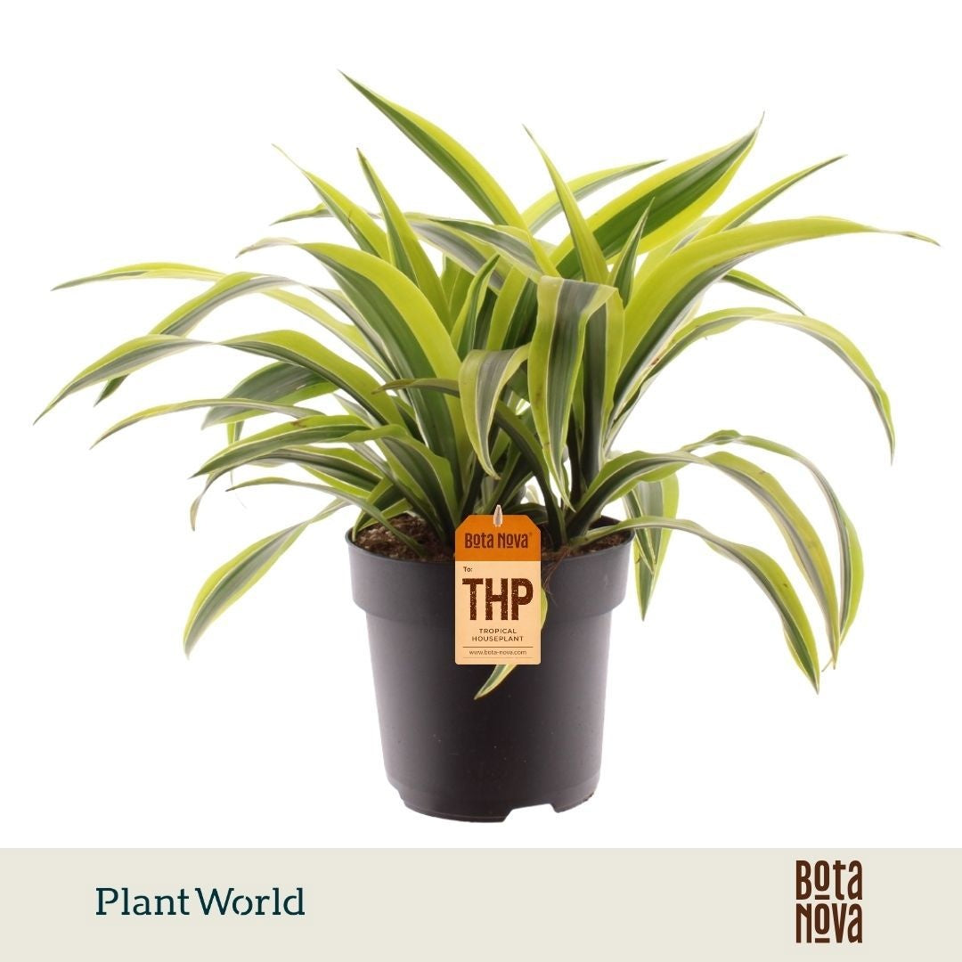Plantworld Jogrow Dracaena fragrans Lemon Lime Pack of 3