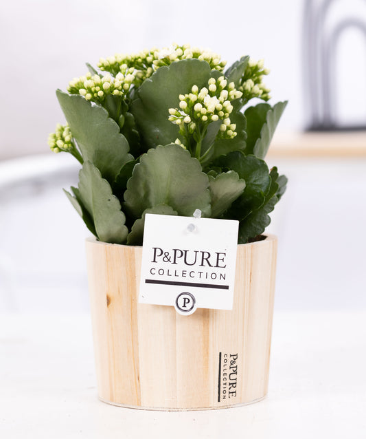 Kalanchoe Rosalina Don Paloma 27cm 12cm Pot